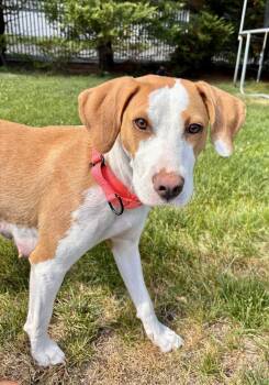 Regina -  Hound Dog for Adoption in Greenlawn, New York - Regina | PetCurious