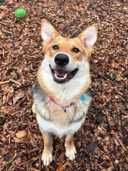 HALEY -  German Shepherd Dog and Mixed Breed Dog for Adoption in Leesburg, Virginia - HALEY | PetCurious