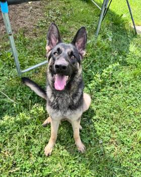 German Shepherd Dog Dogs Available for Adoption - Cinnamon | PetCurious