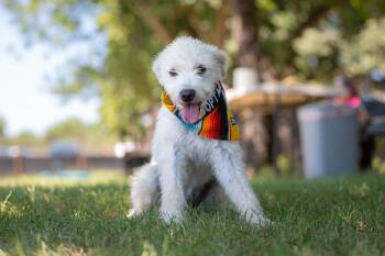Blanquita -  Terrier Dog for Adoption in Santa Rosa, California - Blanquita | PetCurious