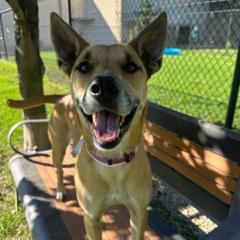 Zoom -  Mixed Breed Dog for Adoption in Dubuque, Iowa - Zoom | PetCurious
