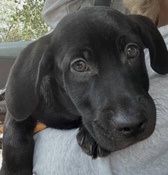 Beuferd -  Black Labrador Retriever Dog for Adoption in Fruit Heights, Utah - Beuferd | PetCurious