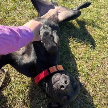 Aurora -  Mixed Breed Dog for Adoption in Morristown, Vermont - Aurora | PetCurious