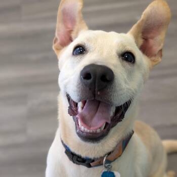 Retriever Dogs Available for Adoption in Houston, Texas - Krypto | PetCurious