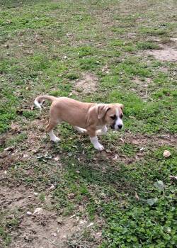 Rescue Great Pyrenees Dogs for Adoption in Louisville, Kentucky - Apollo | PetCurious