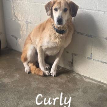 Black Labrador Retriever and Mixed Breed Dogs Available for Adoption - CURLY 5642 | PetCurious