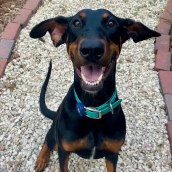 Violet -  Doberman Pinscher Dog for Adoption in Polk, Ohio - Violet | PetCurious