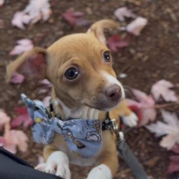 Toad -  Chihuahua Dog for Adoption in Newberg, Oregon - Toad | PetCurious