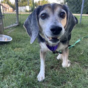 Journey -  Beagle Dog for Adoption in Fredericksburg, Virginia - Journey | PetCurious