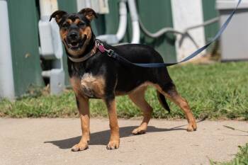 Gi-Gi -  German Shepherd Dog and Terrier Dog for Adoption in Owensboro, Kentucky - Gi-Gi | PetCurious