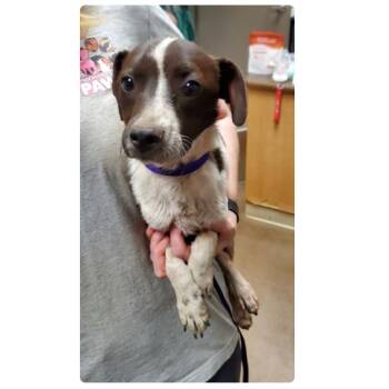 Jack Jack -  Chihuahua and Mixed Breed Dog for Adoption in Rockville, Maryland - Jack Jack | PetCurious
