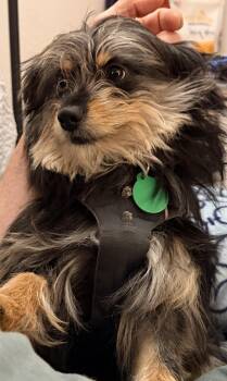 Yorkshire Terrier Dogs Available for Adoption in Portland, Oregon - Little Bear | PetCurious
