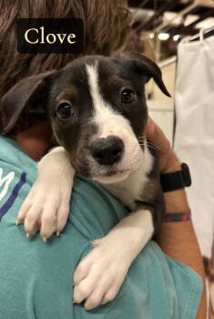 Rescue Mixed Breed Dogs for Adoption in Gilberts, Illinois - Q - CLOVE | PetCurious