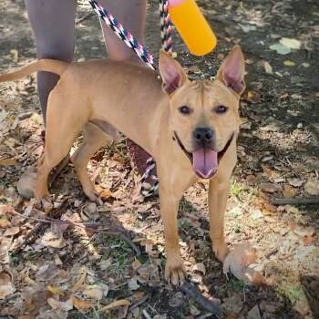 Rescue Pit Bull Terrier Dogs for Adoption in St. Louis, Missouri - Winnie The Pooh | PetCurious