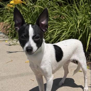 Chihuahua Dogs Available for Adoption in Newport Beach, California - Moo Chi | PetCurious