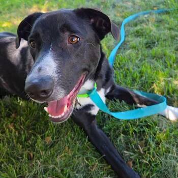 Ruff -  Collie and Labrador Retriever Dog for Adoption in Racine, Wisconsin - Ruff | PetCurious