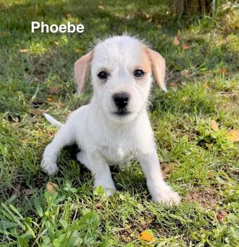 Phoebe -  Poodle and Shih Tzu Dog for Adoption in Huntingtown, Maryland - Phoebe | PetCurious