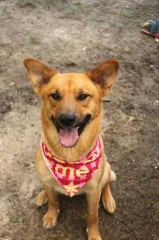 German Shepherd Dog and Mixed Breed Dogs Available for Adoption - 2620B Paloma/Sadie May | PetCurious