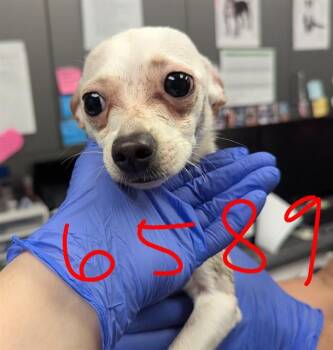 Chihuahua Dogs Available for Adoption - TATER | PetCurious