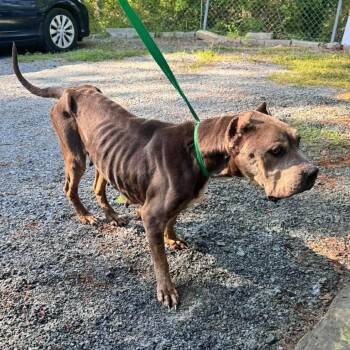 Sara -  Cane Corso Dog for Adoption in Manchester, Pennsylvania - Sara | PetCurious