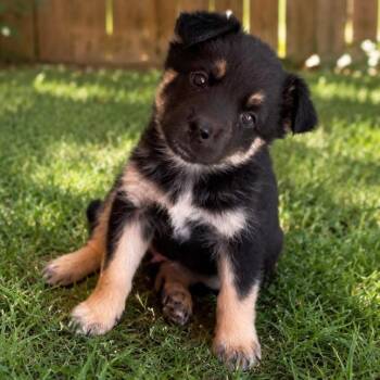 Scout -  Shepherd Dog for Adoption in Tucson, Arizona - Scout | PetCurious