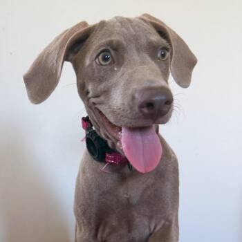 Karma -  Weimaraner Dog for Adoption in Williston, Florida - Karma | PetCurious