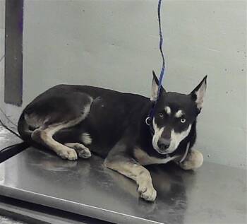 German Shepherd Dog and Mixed Breed Dogs Available for Adoption in Houston, Texas - GEMINI | PetCurious