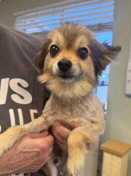 Grizz -  Pomeranian and Chihuahua Dog for Adoption in St. George, Utah - Grizz | PetCurious