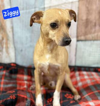 Rescue Chiweenie Dogs for Adoption in Wheelersburg, Ohio - Ziggy | PetCurious