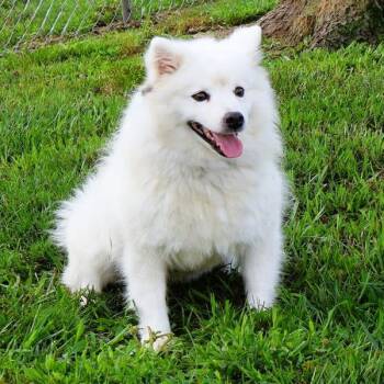 Mandy -  American Eskimo Dog Dog for Adoption in Northbrook, Illinois - Mandy | PetCurious