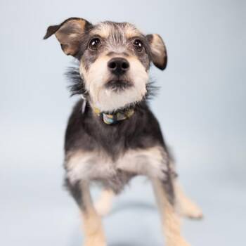 Terrier Dogs Available for Adoption in Portland, Oregon - Daisy | PetCurious