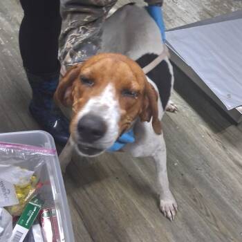 Hoona -  Hound Dog for Adoption in Summerville, South Carolina - Hoona | PetCurious