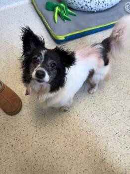 Ethel -  Papillon and Mixed Breed Dog for Adoption in Aiken, South Carolina - Ethel | PetCurious