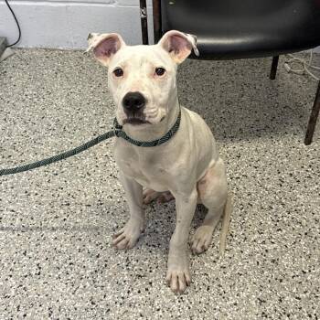 American Staffordshire Terrier Dogs Available for Adoption in Hattiesburg, Mississippi - Pinky | PetCurious