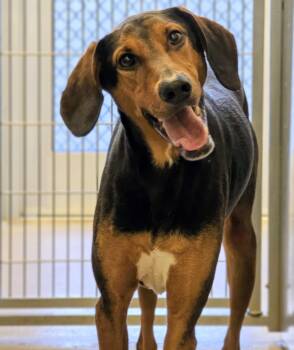 Hound and Doberman Pinscher Dogs Available for Adoption in Lindenhurst, New York - 26-183 Bowser | PetCurious