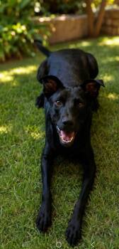 Noah -  Black Labrador Retriever Dog for Adoption in Escondido, California - Noah | PetCurious