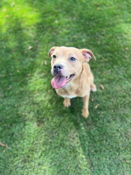 Lola -  Pit Bull Terrier Dog for Adoption in Chico, California - Lola | PetCurious