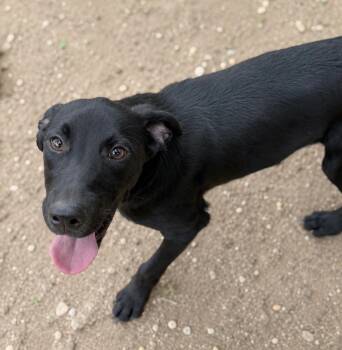Skye -  Mixed Breed and Retriever Dog for Adoption in Lindenhurst, New York - Skye | PetCurious