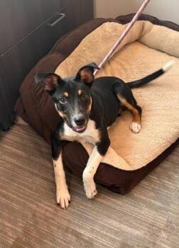 Snoopy -  Mixed Breed Dog for Adoption in Manhattan, Illinois - Snoopy | PetCurious