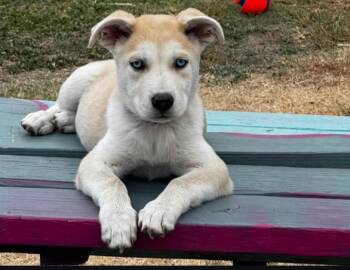 Ireland - The perfect companion puppy -  Siberian Husky and Labrador Retriever Dog for Adoption in Missoula, Montana - Ireland - The Perfect Companion Puppy | PetCurious