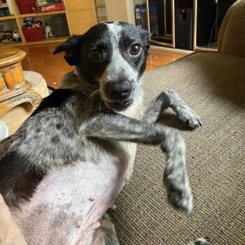 Australian Cattle Dog Blue Heeler Dogs Available for Adoption in Carencro, Louisiana - Damsel | PetCurious