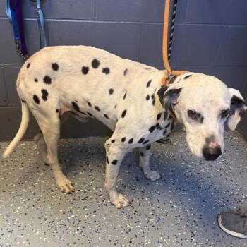 TUSC-Stray-85555 -  Dalmatian and Mixed Breed Dog for Adoption in Tuscaloosa, Alabama - TUSC-Stray-85555 | PetCurious