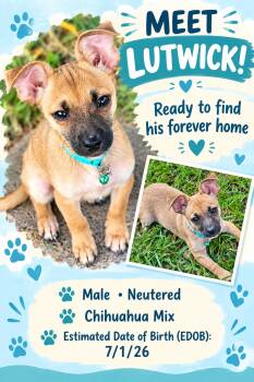 Lutwick BR14551-T -  Chihuahua Dog for Adoption in Missouri City, Texas - Lutwick BR14551-T | PetCurious