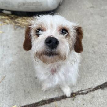 Yorkie Poo Dogs Available for Adoption in Fairmont, Minnesota - Candy | PetCurious