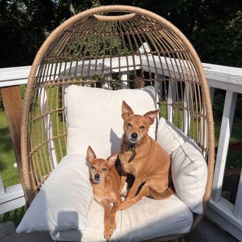 Rescue Miniature Pinscher Dogs for Adoption in Graham, Washington - TY | PetCurious