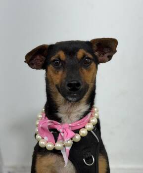 Mimi-One of our Amazing Rescue Dogs -  Miniature Pinscher and Italian Greyhound Dog for Adoption in Carlsbad, California - Mimi-One Of Our Amazing Rescue Dogs | PetCurious