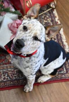 Orion -  English Bulldog and Australian Cattle Dog Blue Heeler Dog for Adoption in Christiansburg, Virginia - Orion | PetCurious