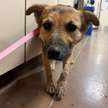 Charlene -  Shepherd and Mixed Breed Dog for Adoption in Flagstaff, Arizona - Charlene | PetCurious