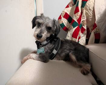 Stanley -  Miniature Schnauzer Dog for Adoption in Norfolk, Virginia - Stanley | PetCurious