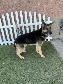 German Shepherd Dog Dogs Available for Adoption - FROGGER | PetCurious